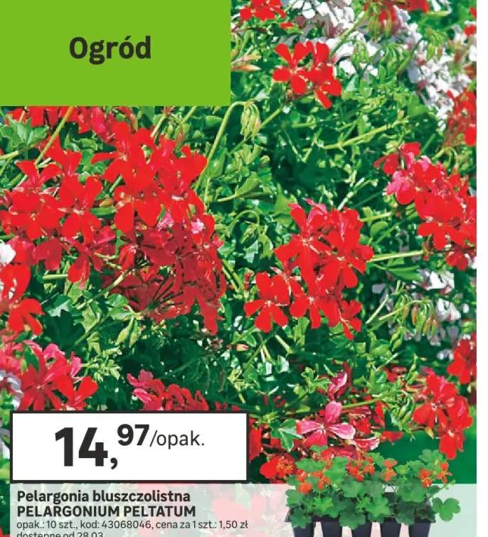 Pelargonia bluszczolistna mix 10 - 15 cm 10-pak