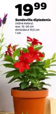 dipladenia