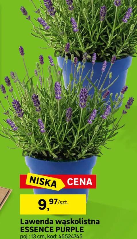 Lawenda wąskolistna Essence Purple 25-30 cm