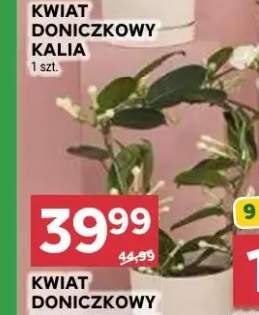 kwiaty doniczkowe