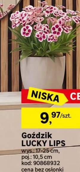 Goździk Lucky Lips 17-25 cm