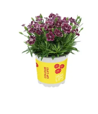Goździk Lucky Lips 17-25 cm
