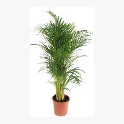 Palma Areka 85 cm