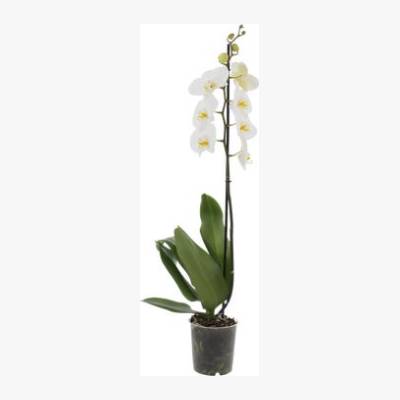 Storczyk Falenopsis 1-pędowy Extra +9 kwiatów 55-75 cm