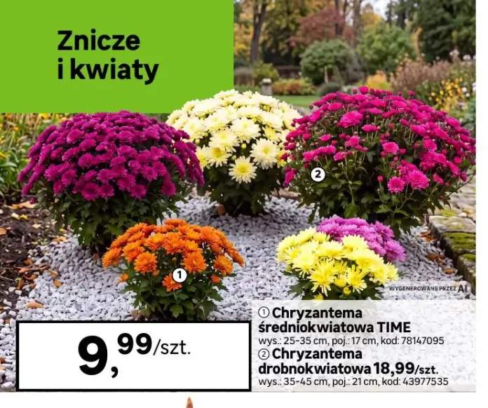 Chryzantema średniokwiatowa Time +1 wariant